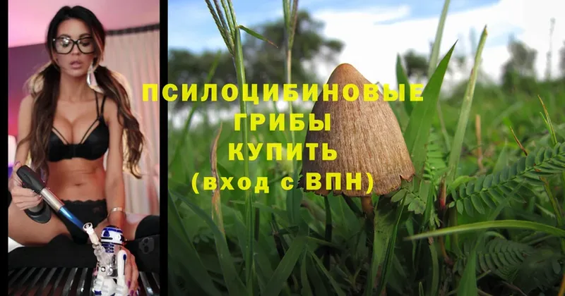 Псилоцибиновые грибы Psilocybe Гусь-Хрустальный